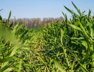 Wheat as green manure in spring and autumn - what are the benefits, what plants to combine with, when to sow