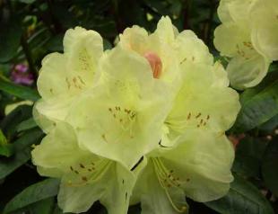 Medicinal properties of the herb rhododendron adams - indications and contraindications, how to brew and pi