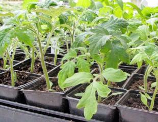 When is it better to dive tomatoes after germination: dates and recommendations Picking seedlings in April
