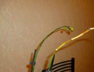 What to do if the orchid stem turns yellow?