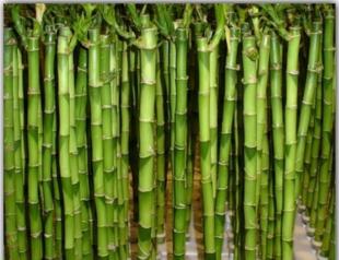 Bamboo plant, genus and species description, photo