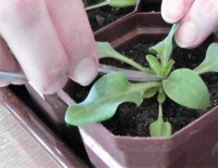 Petunia growing and care pinching