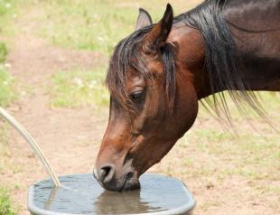 How are horses cared for?
