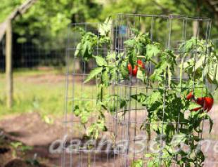 How to properly tie up tomatoes in a greenhouse and open field: tying methods