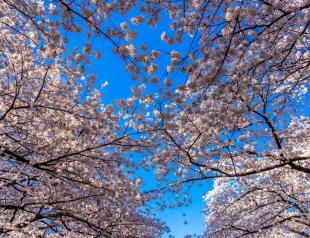 Cherry blossom in Japan (34 photos)