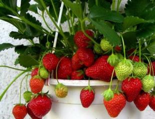 Growing remontant strawberries in open ground Remontant strawberries cultivation and care pruning in autumn