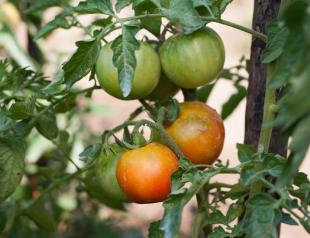 To make the tomatoes large and ripen faster, prepare top dressing What to do to ripen tomatoes