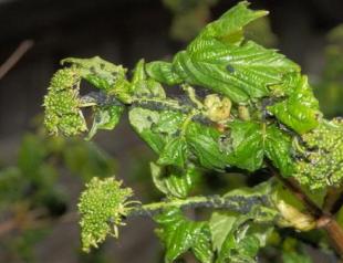 How to treat viburnum from pests and aphids?