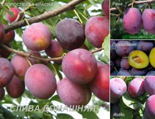 Growing different varieties of home plums