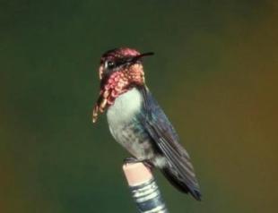 Hummingbirds are another potential danger to humanity (1 photo)