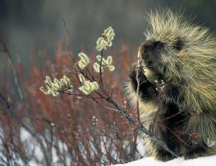 American porcupines Population status, threats and conservation