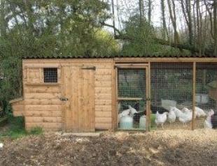 Livestock farming: how to build a chicken coop for ten chickens with your own hands