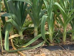 When to harvest onions and how to store them in winter