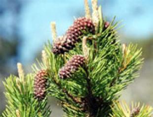 Coniferous trees and shrubs