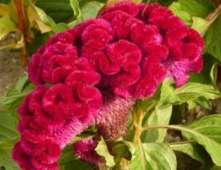 Care and cultivation of scallop flowers Flowers like velvet scallops