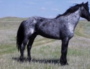 Roan suit of horses of various colors and colors