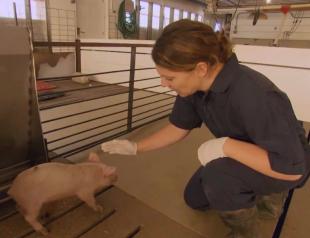 Domestic pigs: what to feed piglets if they grow poorly