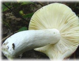What mushrooms grow in the swamp name