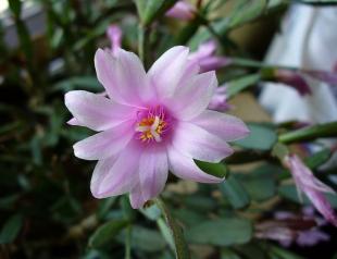 Easter cactus: care at home Diversity of species - Rhipsalidopsis pink and other varieties
