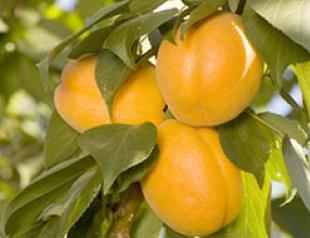 Let's get acquainted with the hybrid of plum and apricot Hybrid of peach and apricot name