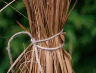 How grasses, trees and shrubs overwinter How to tie ornamental grasses