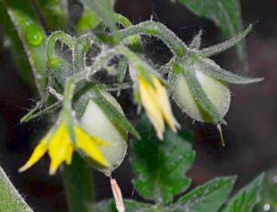 Why do tomatoes bloom poorly at home?