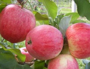 Old, proven varieties of apple trees for the middle zone Variety of apples yellow with specks